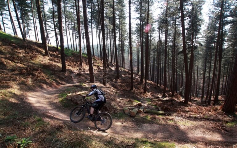 Cycle at Cannock Chase Forest Forestry England 768x480