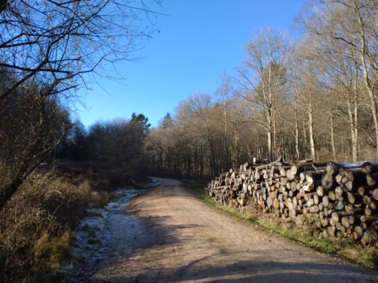 Cycle at Chawton Park Woods 1 768x576