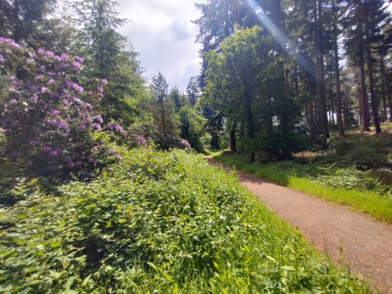 Cycle at Puddletown Forest 1 768x576