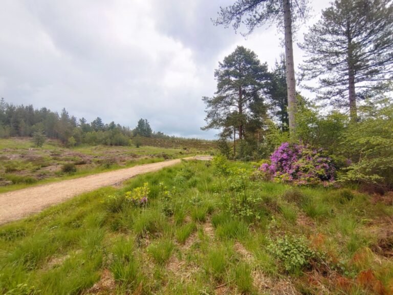 Cycle at Wareham Forest 1 768x576