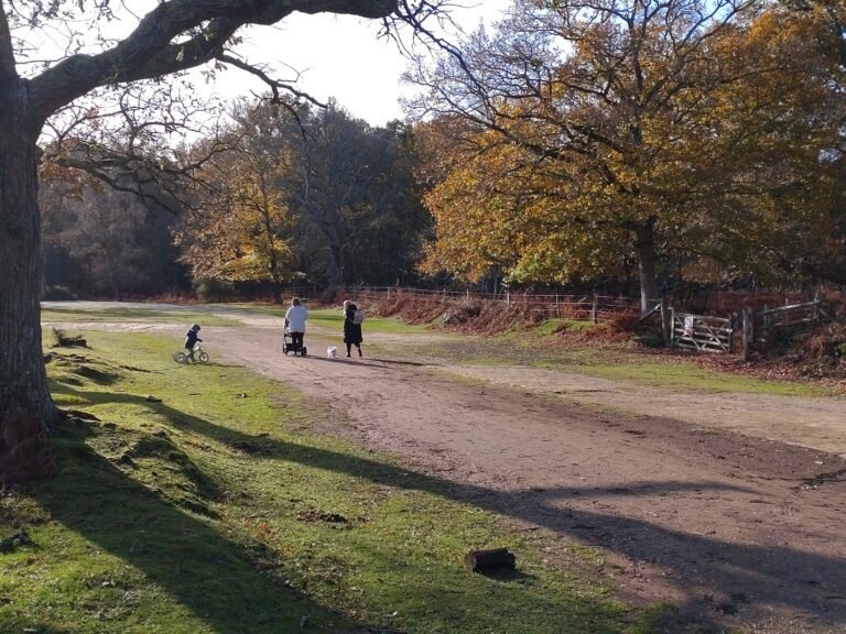 Cycle the New Forest from Denny Wood 1 scaled 768x576