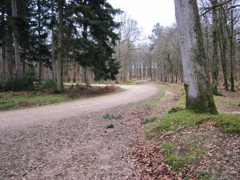 Cycle the New Forest from Fritham Geograph Chris McAuley 768x576