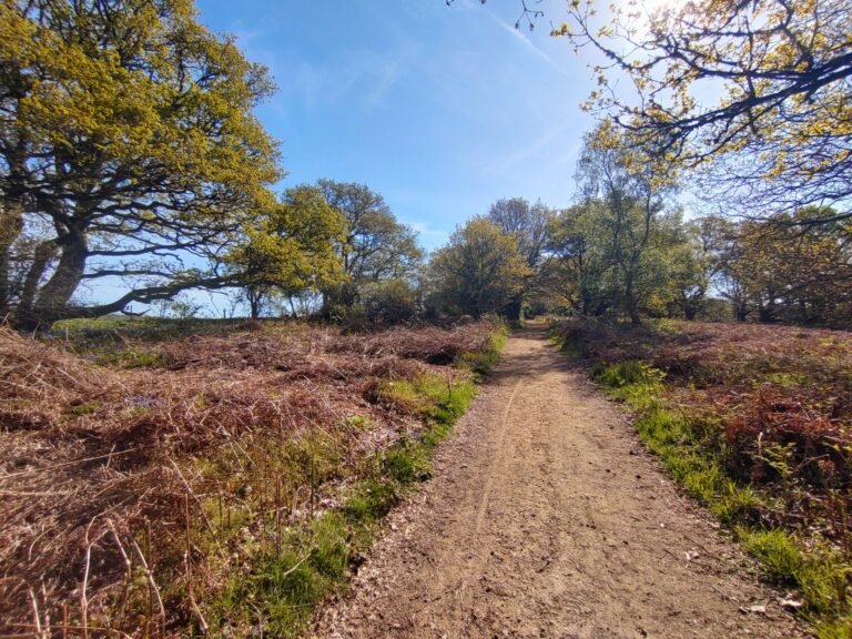 Cycle the North Downs Way and Commons at Puttenham 1 scaled 768x576