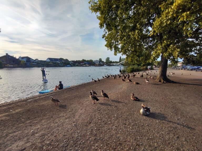 Paddle the Thames from Walton Bridge 1 768x576
