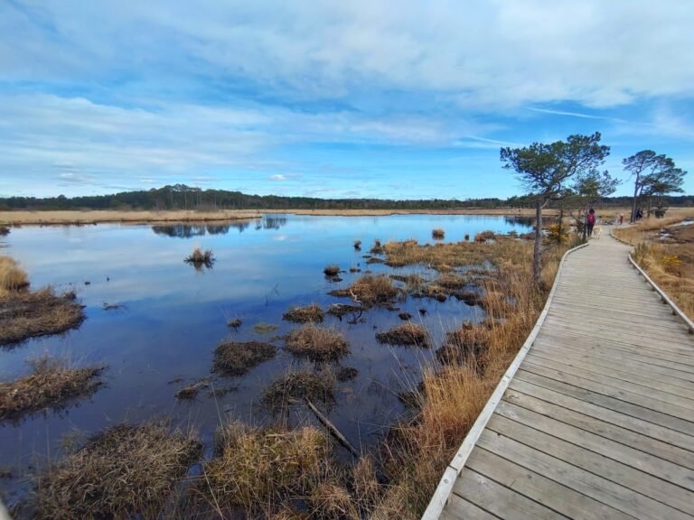 Walk Thursley National Nature Reserve 1 768x576