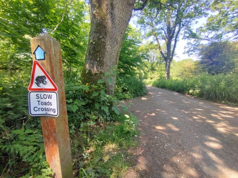 Walk at Bookham Commons 1 768x576