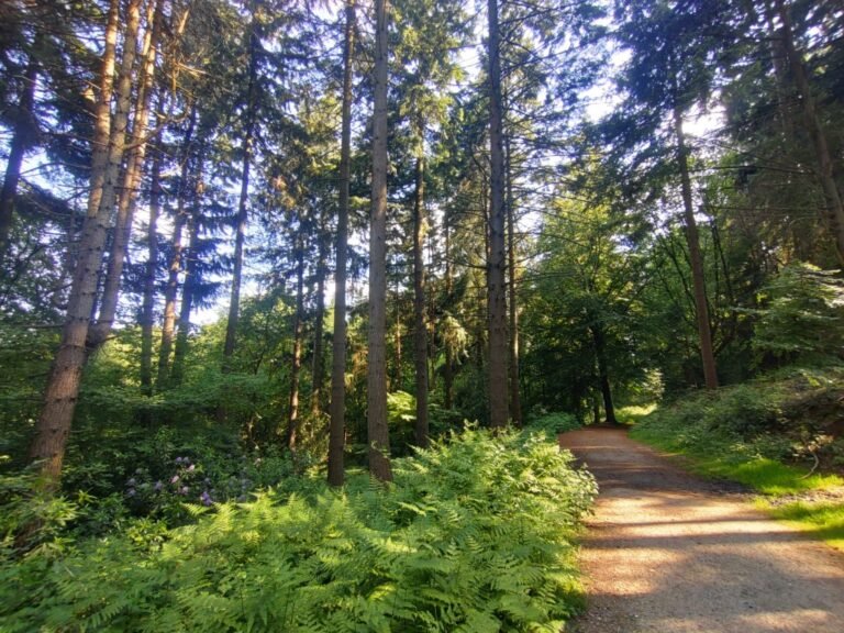Walk at Bourley Woods and Ceasars Camp 1 768x576