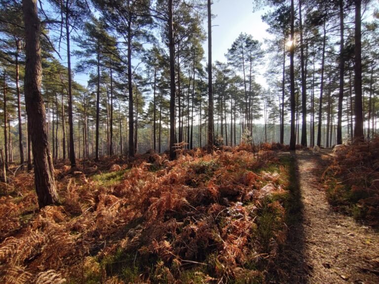 Walk at Bourne Woods 1 768x576