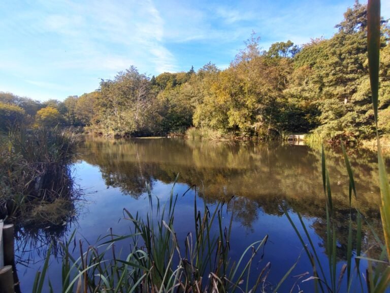 Walk at Brookwood Country Park 1 768x576