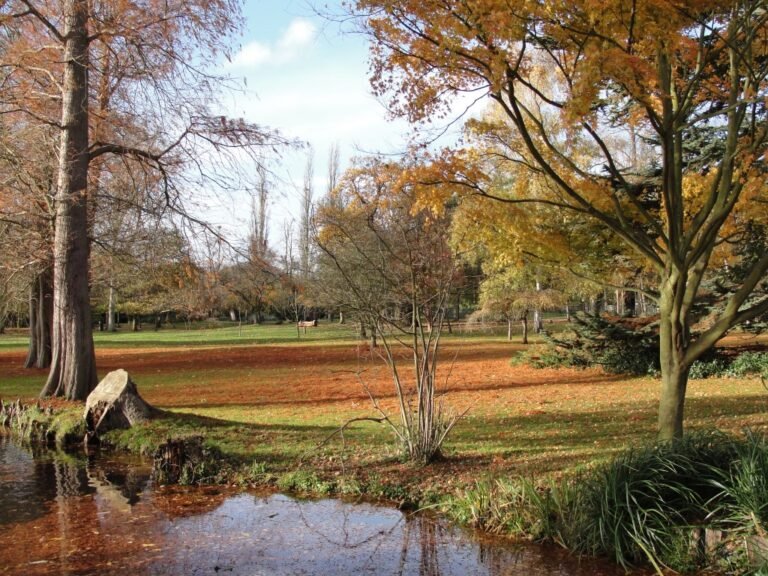 Walk at Bushy Park wikmedia commons 768x576