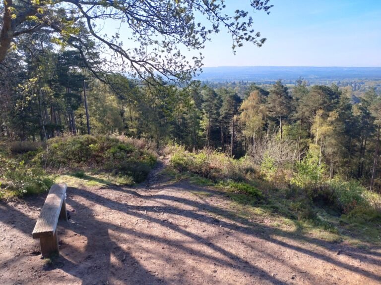 Walk at Crooksbury Hill 1 scaled 768x576