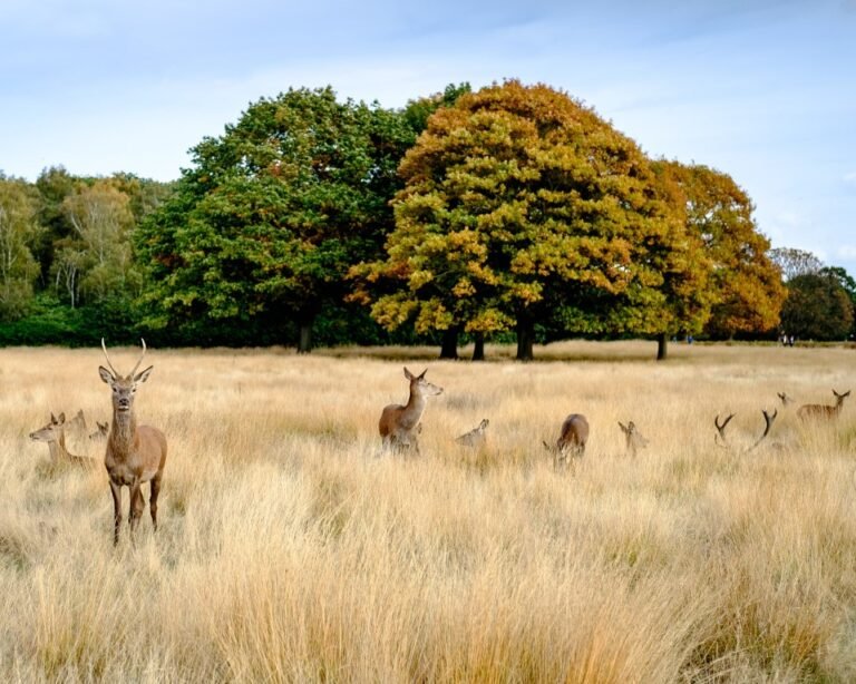 Walk at Richmond Park 768x614