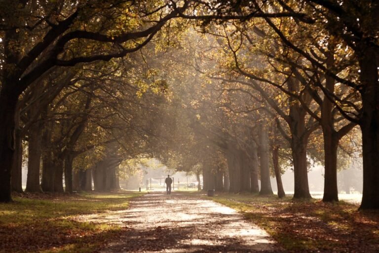 Walk at Southampton Common flickr 768x512
