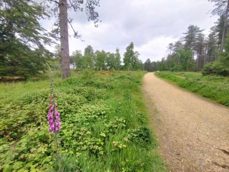 Walk at Wareham Forest 1 768x576