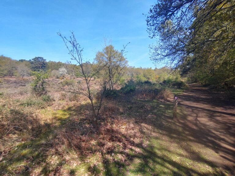 Walk at Witley and Milford Commons 1 scaled 768x576