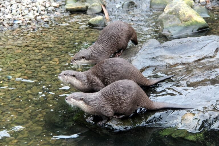 Walk at the London Wetland Centre Geograph Christine Matthews 768x512