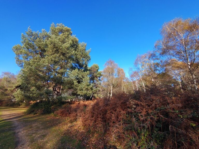 Walk from Matley Woods 1 scaled 768x576