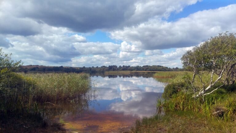 Walk from Studland Bay Nature Reserve Geograph Phil Champion 768x432