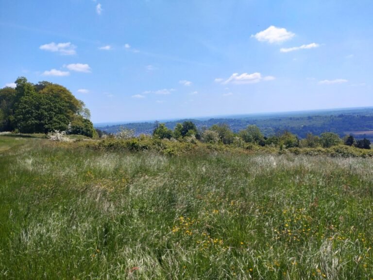 Walk on the North Downs at Denbies Hillside 1 768x576