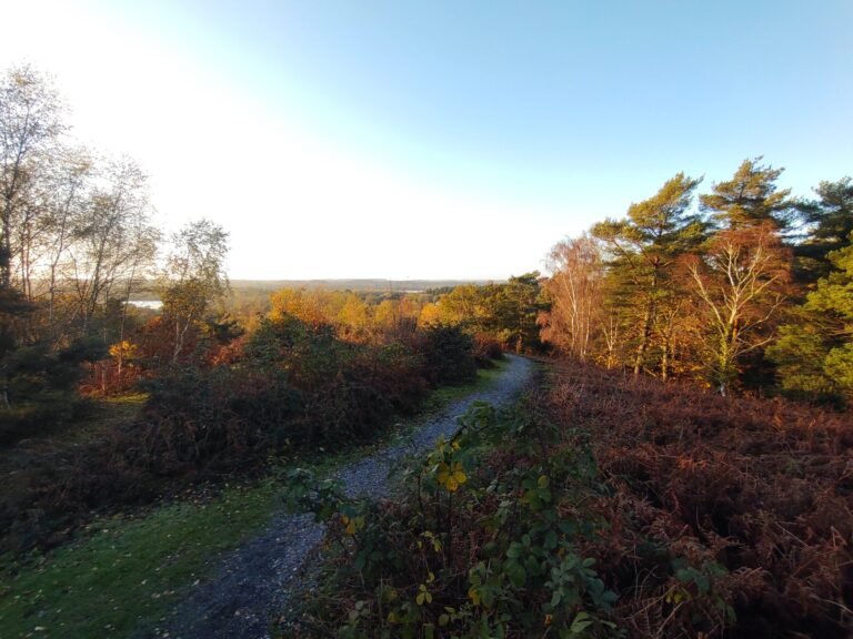 Walk the New Forest at Rockford Common 1 scaled 768x576