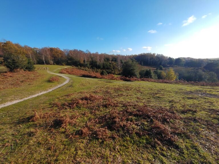 Walk the New Forest from Acres Down 1 scaled 768x576