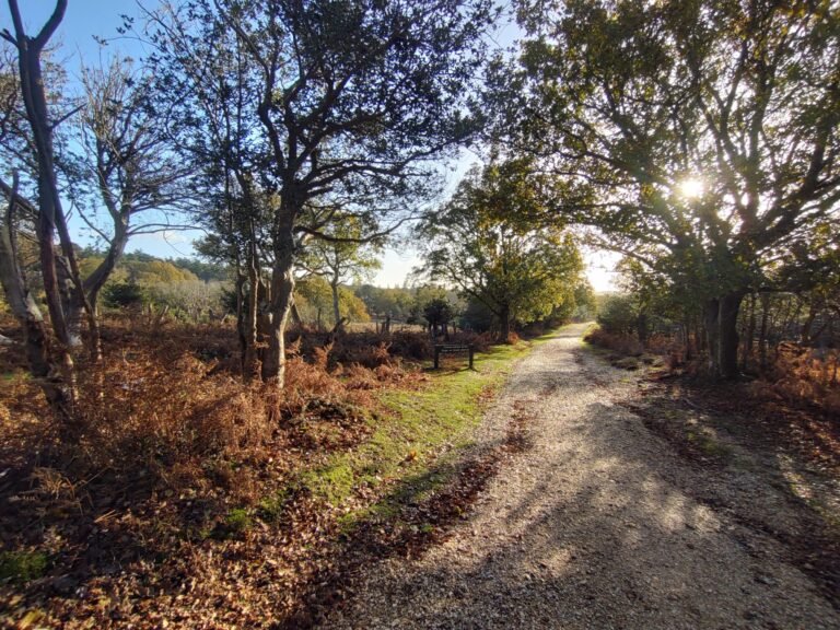 Walk the New Forest from Bolderwood 1 scaled 768x576