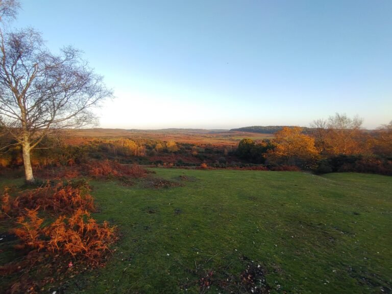 Walk the New Forest from Frogham 1 scaled 768x576