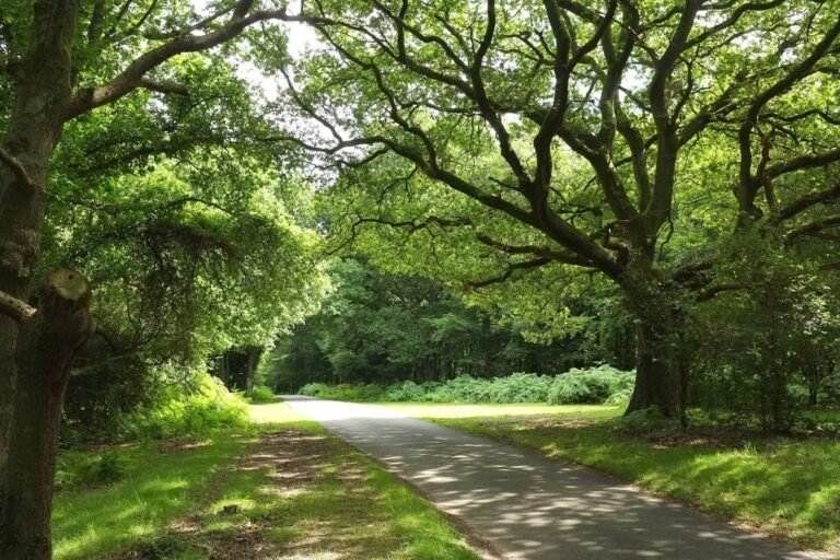 Walk the New Forest from Godshill Geograph Derek Harper 768x512