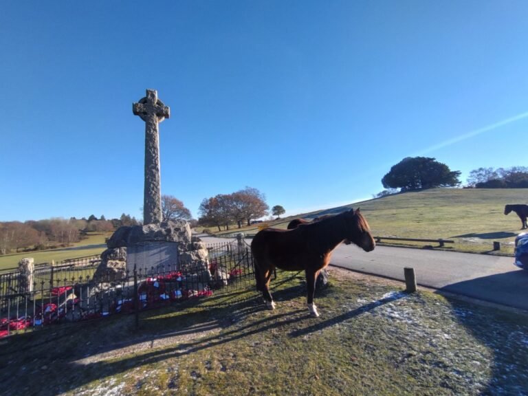 Walk the New Forest from Lyndhurst 1 768x576