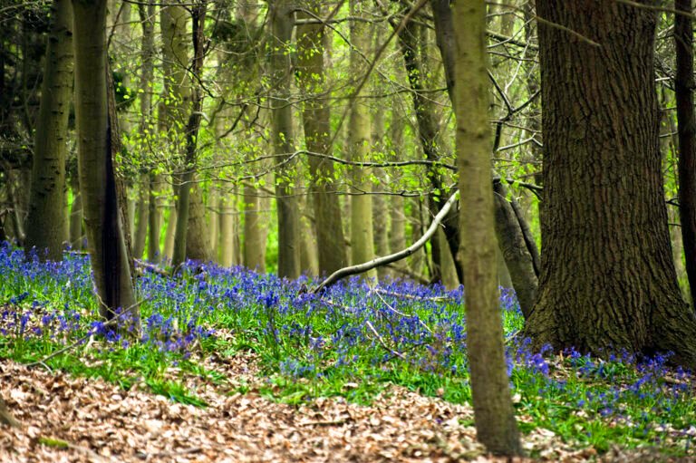 Walk the North Down Way from Chantry Wood Flickr 768x511