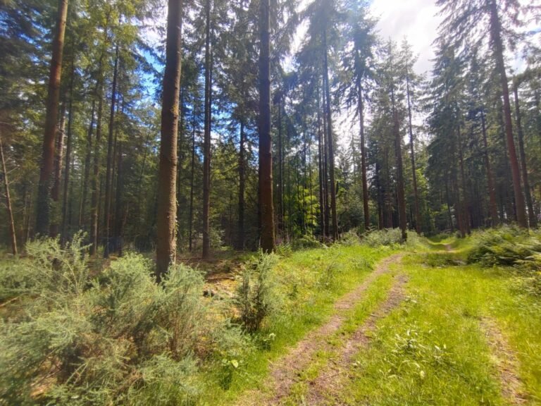 Walk the Plantations from Moreton 1 768x576