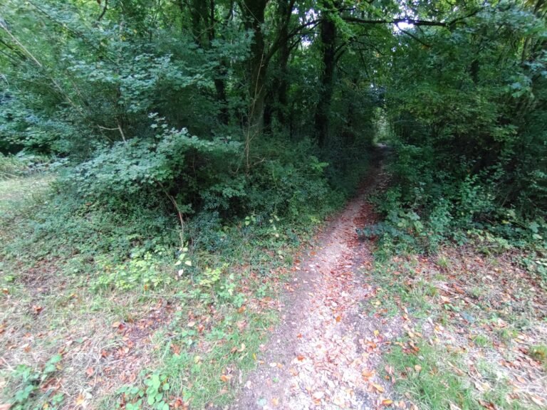 Cycle around Brighstone Forest IoW Brighstone Woods 1 768x576