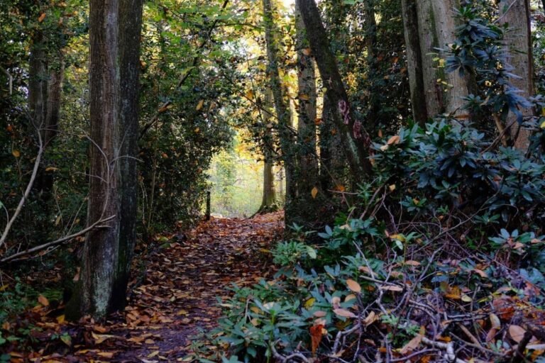 Walk the Blackwater Valley from Rohill Reserve 768x512